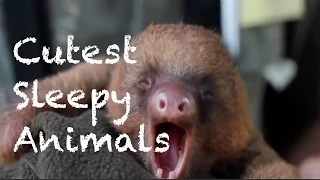 Cutest Sleepy Animals Compilation