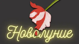 Новолуние 🐺 Стефани Майер. Краткое содержание АНИМАЦИЯ