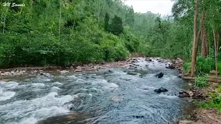 Calming River Flowing in the Mountain Forest, Amazing Birds Sounds, Soothing Nature Sounds