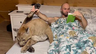 How the puma Messi goes to bed at night. Cuddling with a cougar