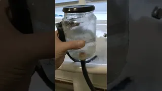 My Vacuum Gravity Syphon