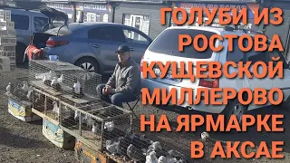 Голуби из Кущевской, Ростова, Миллерово на ярмарке в Аксае. Птичий  рынок. Bird Market. Pigeon Fair.