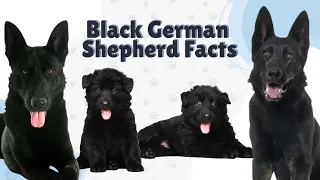 Top 15 Black German Shepherd Facts & Things To Know About All Black German Shepherds