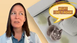 Cat Peeing Outside of the Litter Box? A Vet Explains Why