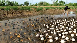 Amazing ! Collect more snails and duck eggs in the fields near the road
