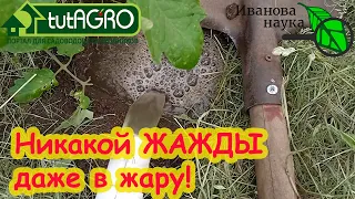 СУХОЙ ПОЛИВ: БЕРЕЖЕМ ВОДУ, СИЛЫ и... СПИНУ! Как правильно поливать огород.