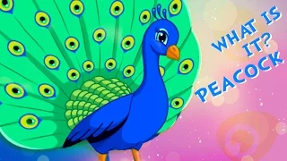 What is it - Peacock | Learning Birds | Fun Learning Videos for Children | Kids Learning Videos