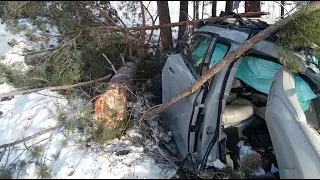 На скорости более 200 км/ч в дерево: молодая девушка и собака скончались под Тюменью