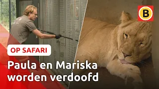 Zo krijgen LEEUWEN ANTICONCEPTIE 🦁 | Op Safari