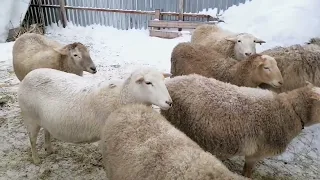 Выгодно ли без выпаса держать Катумских