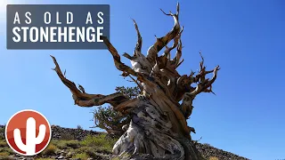 Ancient Bristlecone Pine Forest | Discovery Trail at Schulman Grove | California