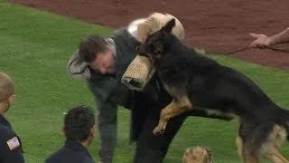 Police canine demonstrates skills on field