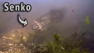 Underwater Bed Fishing Footage Is BACK! Senko Catches Tons of Bass!