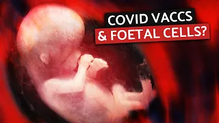 Do the COVID-19 Vaccines Contain Foetal Material?