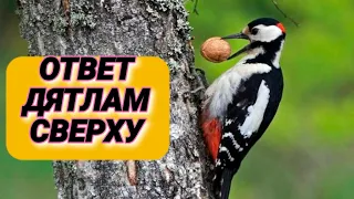 Стук для шумных соседей