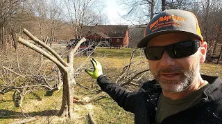 How to prune overgrown fruit trees WAY BACK!