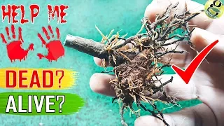 SAVE A DYING PLANT: Tips/Hacks | How to Tell My Plant is Dead or Alive? | Revive a dead plant