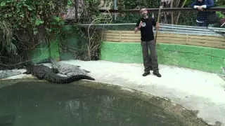 Demonstration in Crocodile Park, Torremolinos, Spain