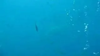 Great White Shark Circling On Sea Bed