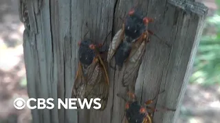 Trillions of cicadas emerge across U.S.