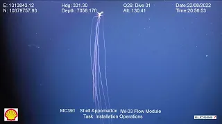 NEW Bigfin Squid sighting - August 2022 Magnapinna Archive