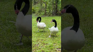 Goose responding to call #shorts #vlog #birds #birdsofparadise #birdparadise