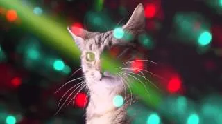 CATS RAVE