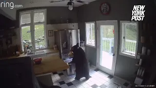 Bear breaks into home, caught on video stealing frozen lasagna out of freezer