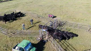 WATCH OUT! *Angry Calf hits Brian and Jeff*