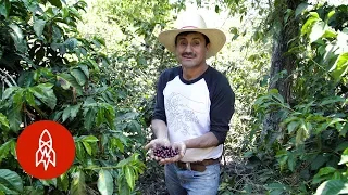 Harvesting Volcanic Coffee