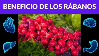 RÁBANO: pequeño pero Poderoso Vegetal para una SALUD INTEGRAL