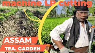 Assam tea|| kalam cutting by machine||Lp.DS.চা গাছ কলম