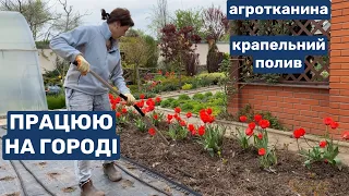 На городі сію горох, кабачки на агротканину. Посеред города клумба з трояндами