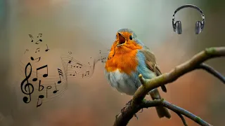 Bird sound meditation - bird singing relax music