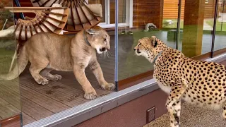 Gerda the cheetah doesn't recognize his brother! Has Messi's cougar been switched?