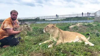 ГЛАВНАЯ ЛЬВИЦА прайда приняла львёнка! Впервые за 2 года я зашёл к львице Астре!