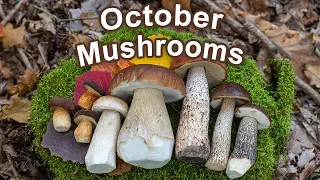 Mushroom Hunting - October 2022 - Edible Wild Mushrooms | King boletes | Red caps | Birch boletes