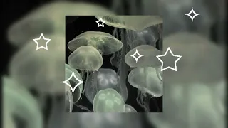 ✦ A Jellyfish Playlist~