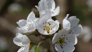 Soses en flor (Segrià)