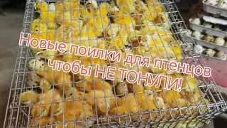 Такого большого вылупления у меня еще не было)))Новые поилки для птенцов, чтобы не тонули. !!!!