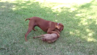 Rhodesian Ridgeback vs Pitbull HD