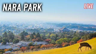 (Nara/奈良) Let's Meet Wild Deers and Find Japanese Maple Momiji in Nara Park, and historical temples