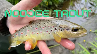 Small stream Trout fishing Noojee Victoria