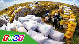 Giá lúa tăng, xuất khẩu gạo khởi sắc trở lại | THDT