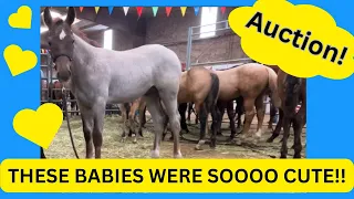 *Quarter Horse Auction* People come from all over the world to buy these horses !