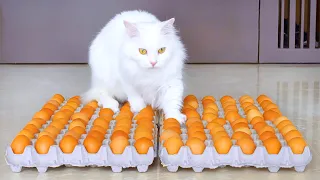 Can Cats Walk On Eggs? | Compilation