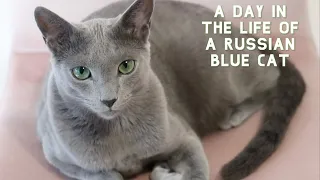 A Day in the Life of a Russian Blue Cat | Sebastian Edition 😻