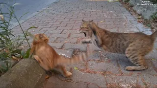 The Wild Cat brutally beats the Kittens it encounters.