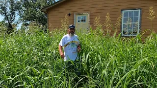 I almost wrecked my truck when I saw this Overgrown lawn on the side of the road