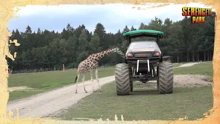 Neue Safari-Special-Tour: Die VIP-BIG-FOOT-SAFARI im Serengeti-Park